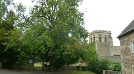 The Horse Chestnut tree from the north